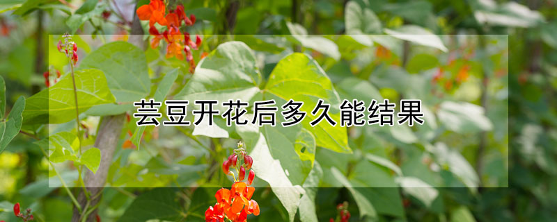 蕓豆開(kāi)花后多久能結(jié)果