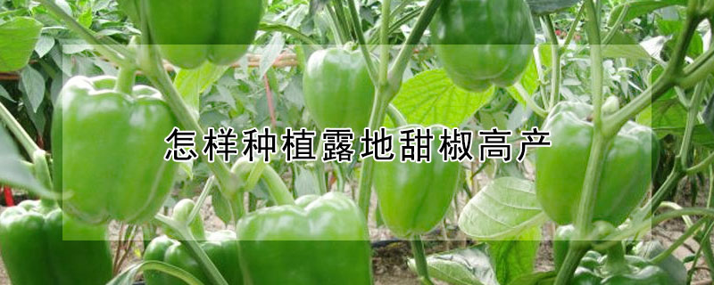 怎樣種植露地甜椒高產