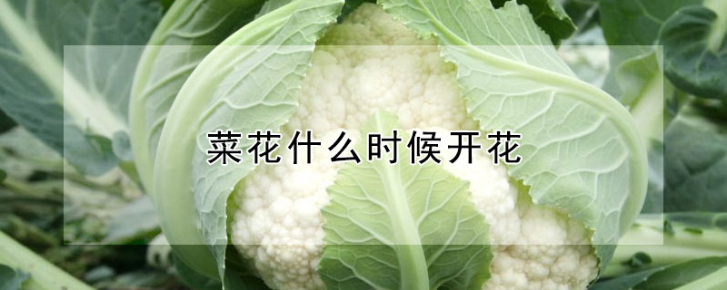 菜花什么時候開花