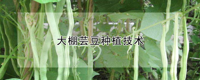 大棚蕓豆種植技術(shù)