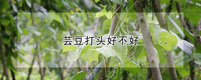 蕓豆打頭好不好