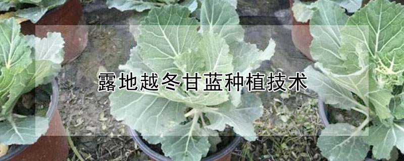 露地越冬甘藍種植技術