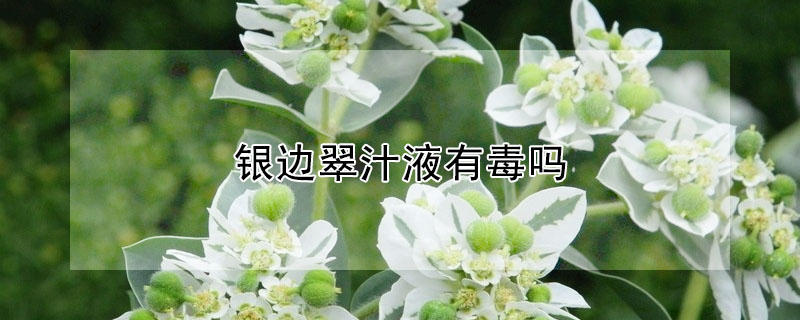 銀邊翠汁液有毒嗎