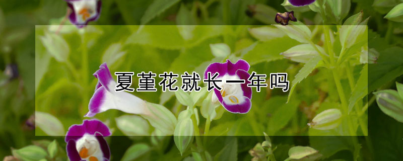 夏堇花就長一年嗎