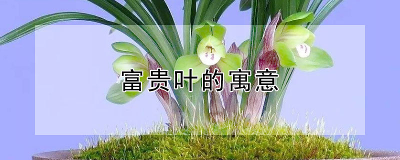 富貴葉的寓意