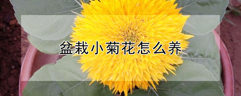 盆栽小菊花怎么養