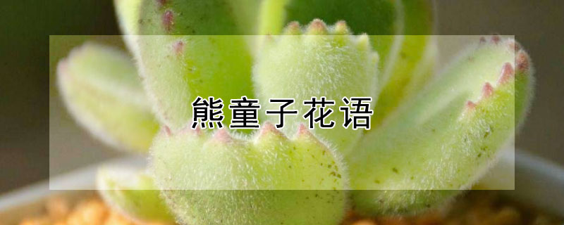 熊童子花語