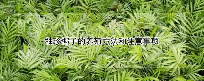 袖珍椰子的養殖方法和注意事項