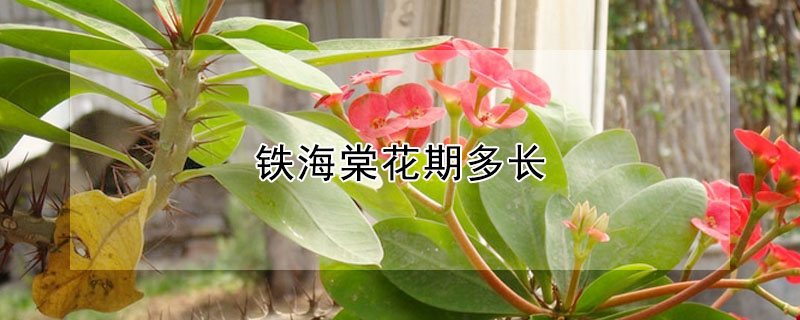 鐵海棠花期多長