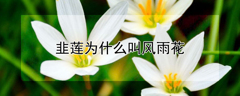 韭蓮為什么叫風雨花