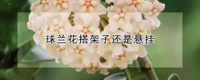 球蘭花搭架子還是懸掛