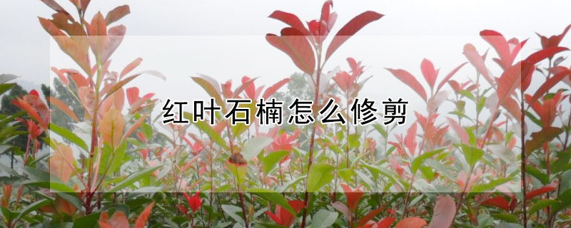 紅葉石楠怎么修剪