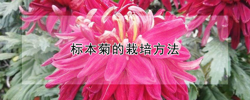 標(biāo)本菊的栽培方法