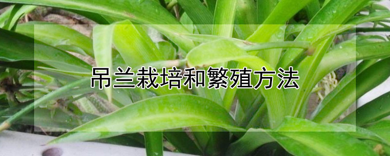 吊蘭栽培和繁殖方法