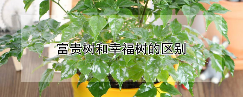 富貴樹和幸福樹的區別