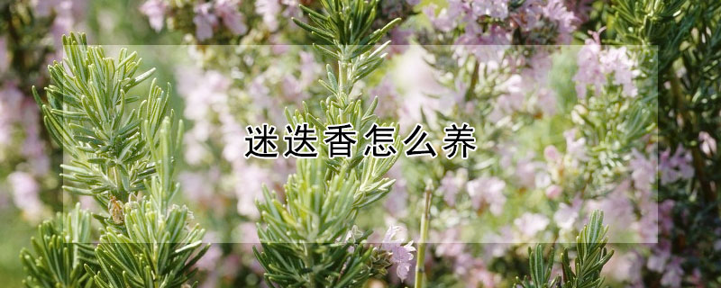 迷迭香怎么養(yǎng)