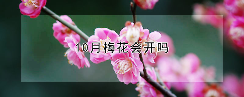 10月梅花會(huì)開嗎