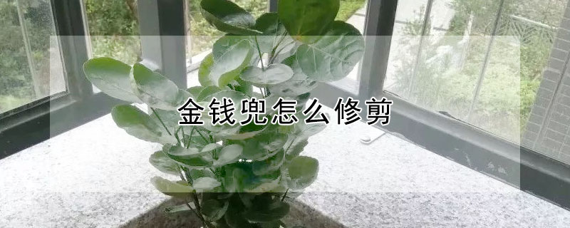 金錢兜怎么修剪