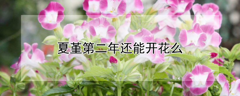 夏堇第二年還能開花么