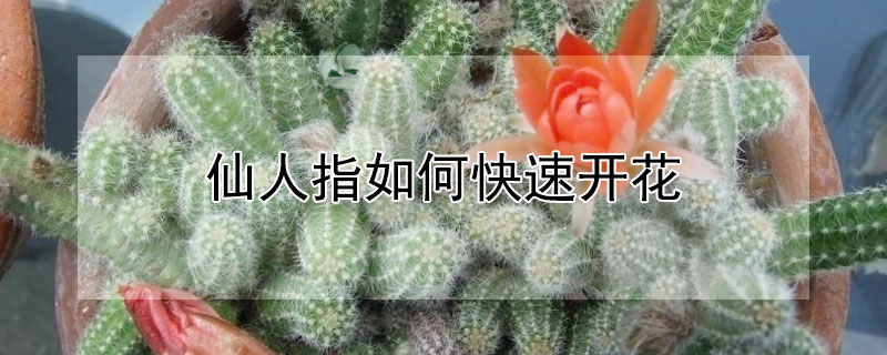 仙人指如何快速開花