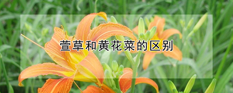 萱草和黃花菜的區別