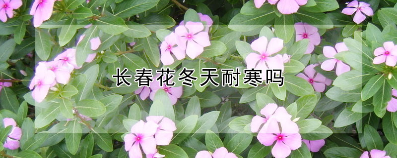 長(zhǎng)春花冬天耐寒嗎