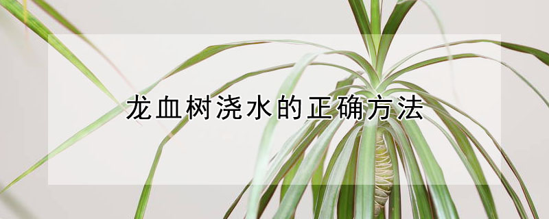 龍血樹澆水的正確方法