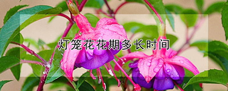 燈籠花花期多長時間