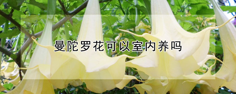 曼陀羅花可以室內養嗎