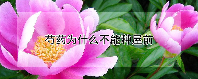 芍藥為什么不能種屋前