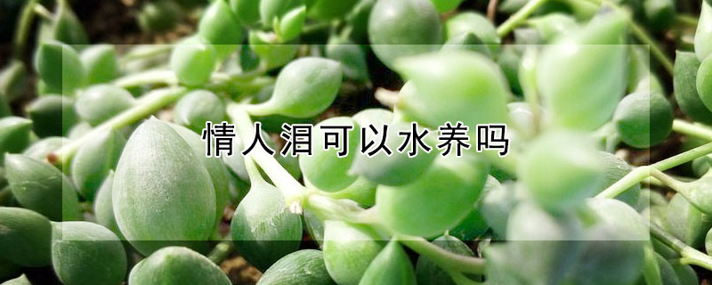 情人淚可以水養(yǎng)嗎