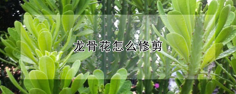 龍骨花怎么修剪