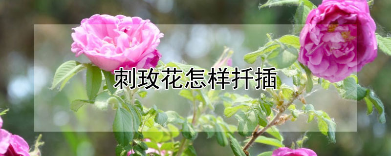 刺玫花怎樣扦插