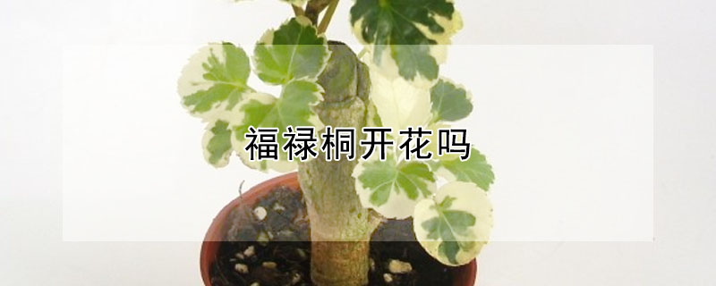 福祿桐開(kāi)花嗎