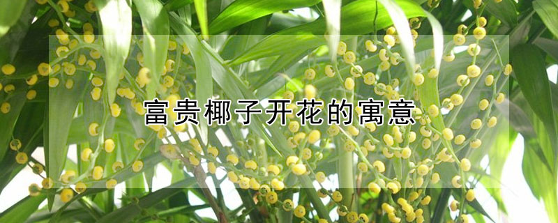 富貴椰子開花的寓意