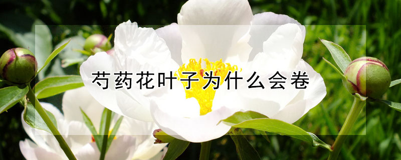 芍藥花葉子為什么會(huì)卷