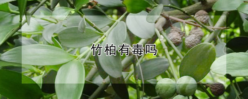 竹柏有毒嗎