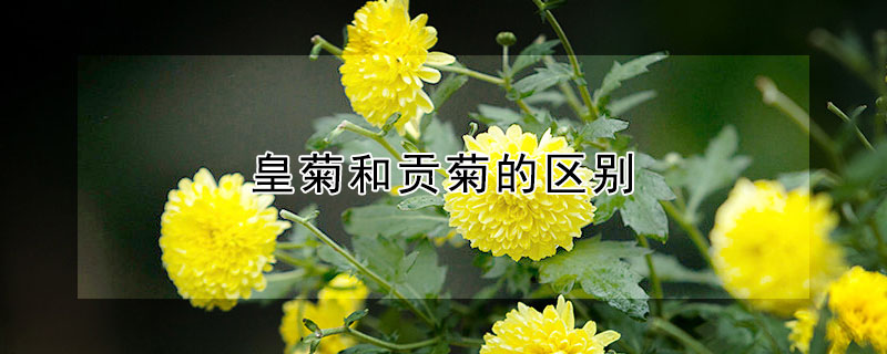 皇菊和貢菊的區(qū)別