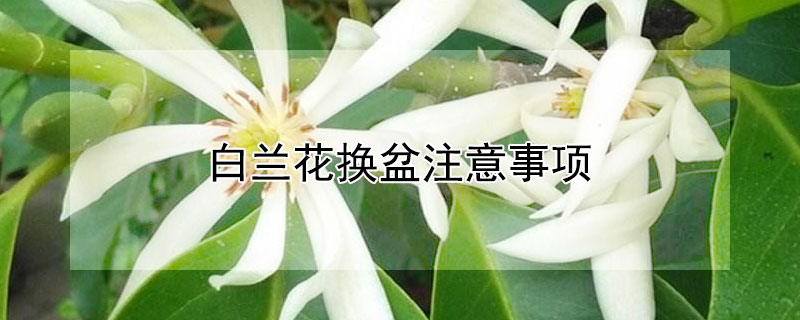 白蘭花換盆注意事項