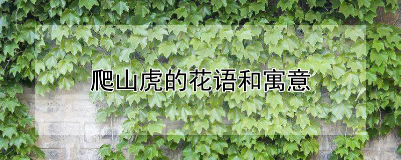 爬山虎的花語(yǔ)和寓意