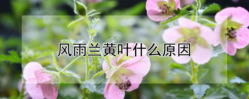 風雨蘭黃葉什么原因