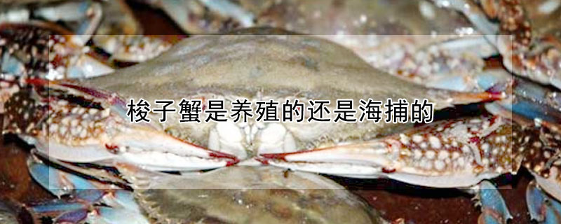 梭子蟹是養殖的還是海捕的