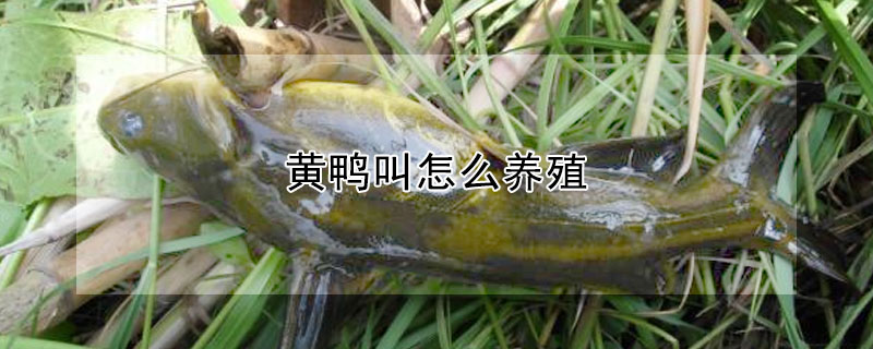 黃鴨叫怎么養(yǎng)殖