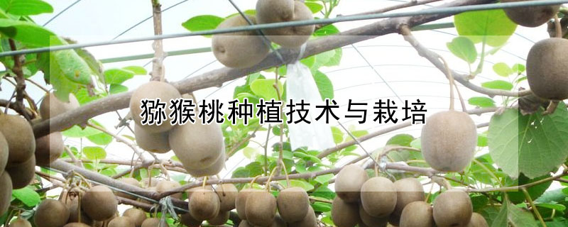 獼猴桃種植技術(shù)與栽培