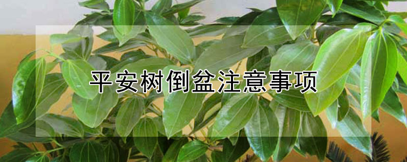 平安樹倒盆注意事項