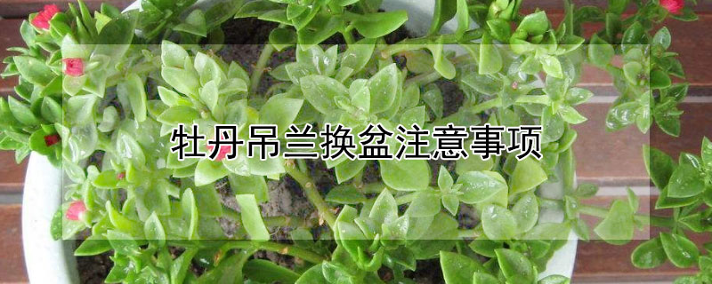 牡丹吊蘭換盆注意事項