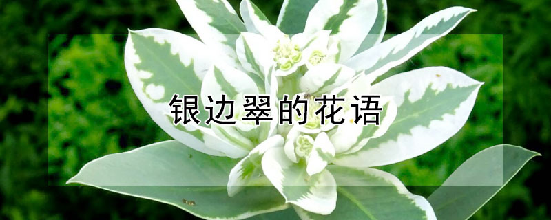 銀邊翠的花語(yǔ)