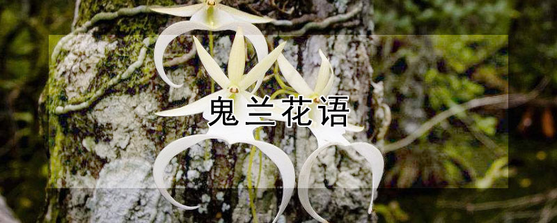 鬼蘭花語(yǔ)