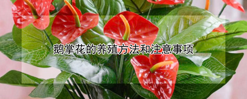 鵝掌花的養(yǎng)殖方法和注意事項