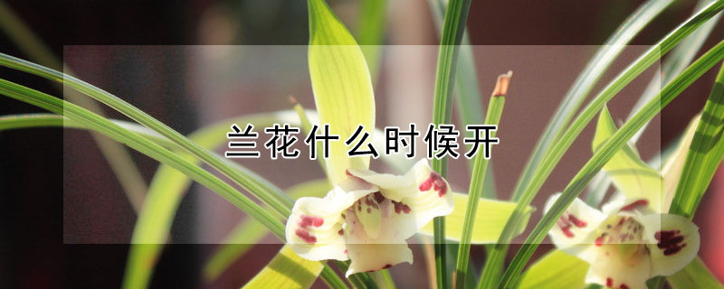 蘭花什么時候開